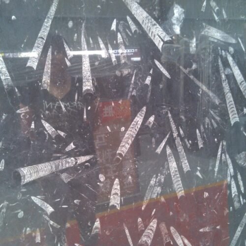 Jurassic Fossil Black Sea Marble