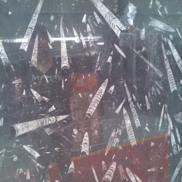 Jurassic Fossil Black Sea Marble