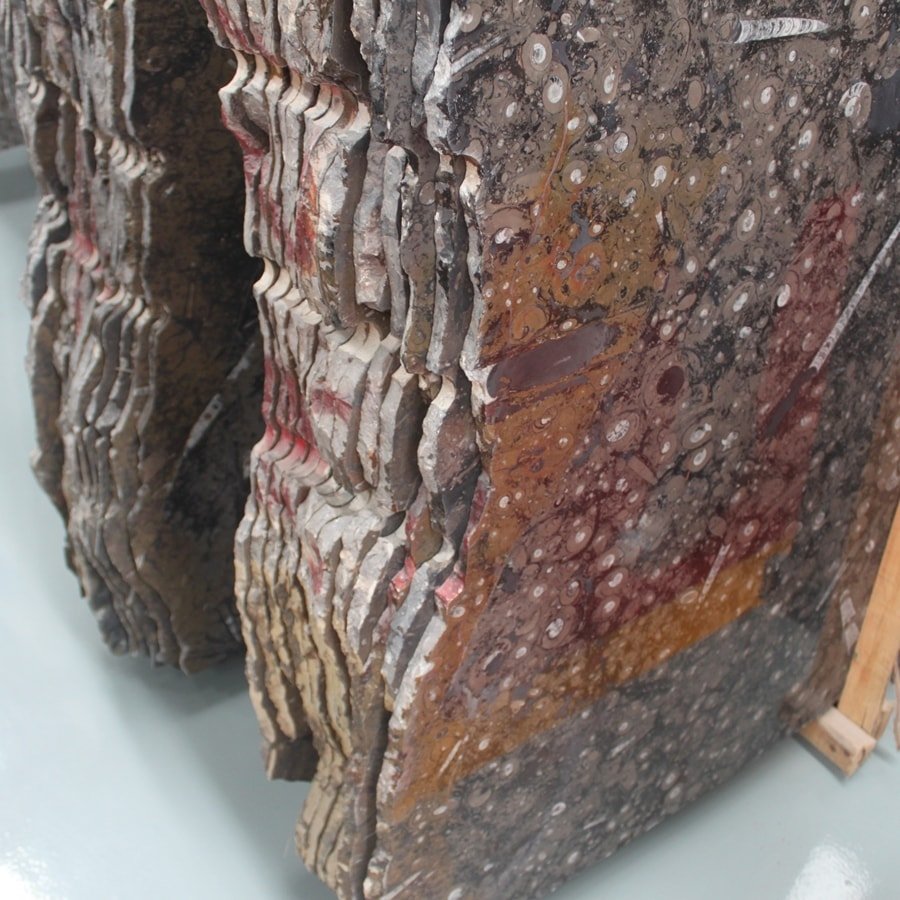 Jurassic Fossil Black Sea Marble Slabs